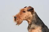 WELSH TERRIER 047